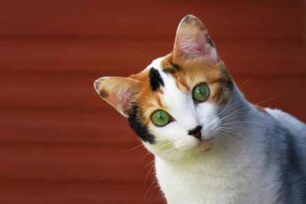 green eyes Animal cat HD Desktop Wallpaper | Background Image