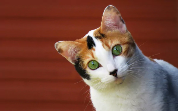 green eyes Animal cat HD Desktop Wallpaper | Background Image