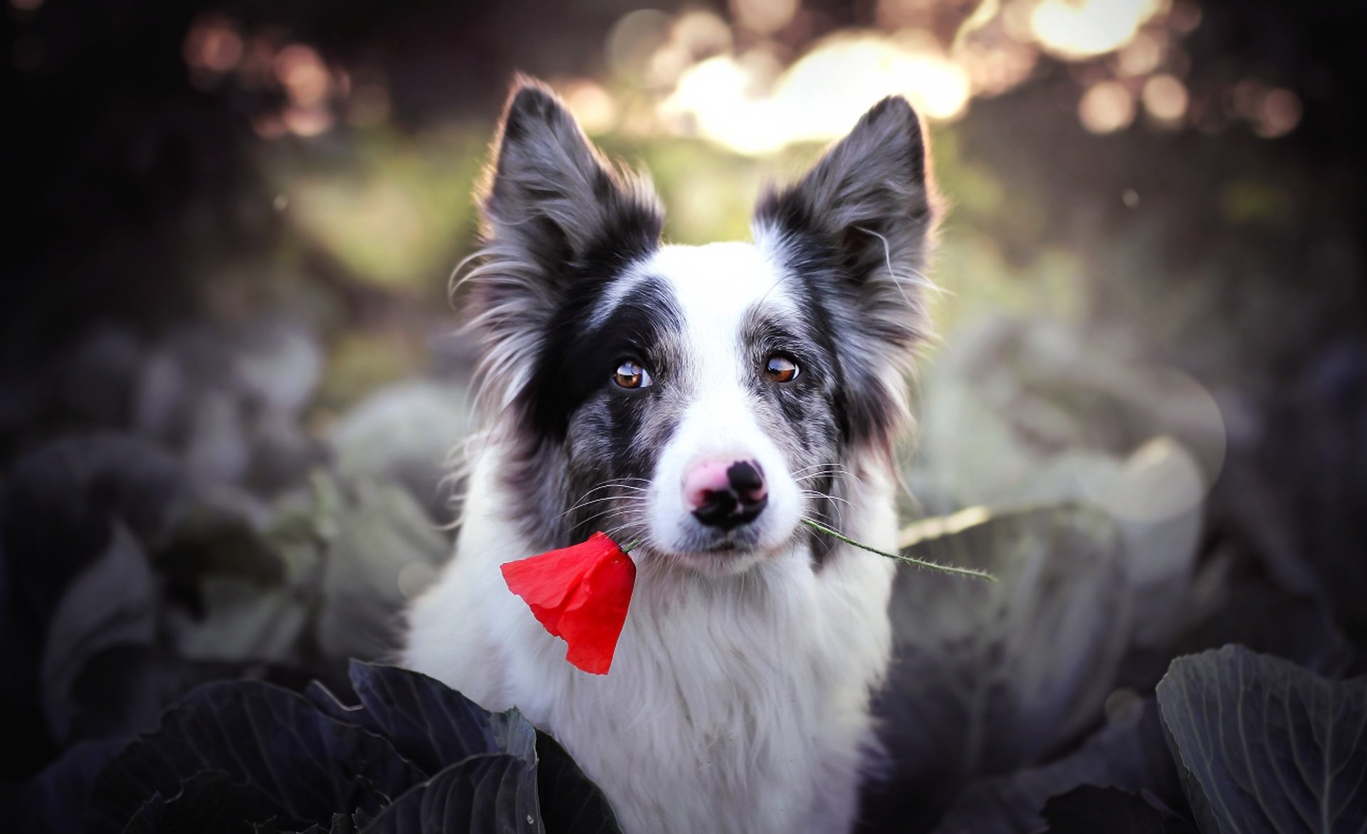 HD desktop wallpaper featuring a dog with a red flower in its muzzle against a softly blurred bokeh background.