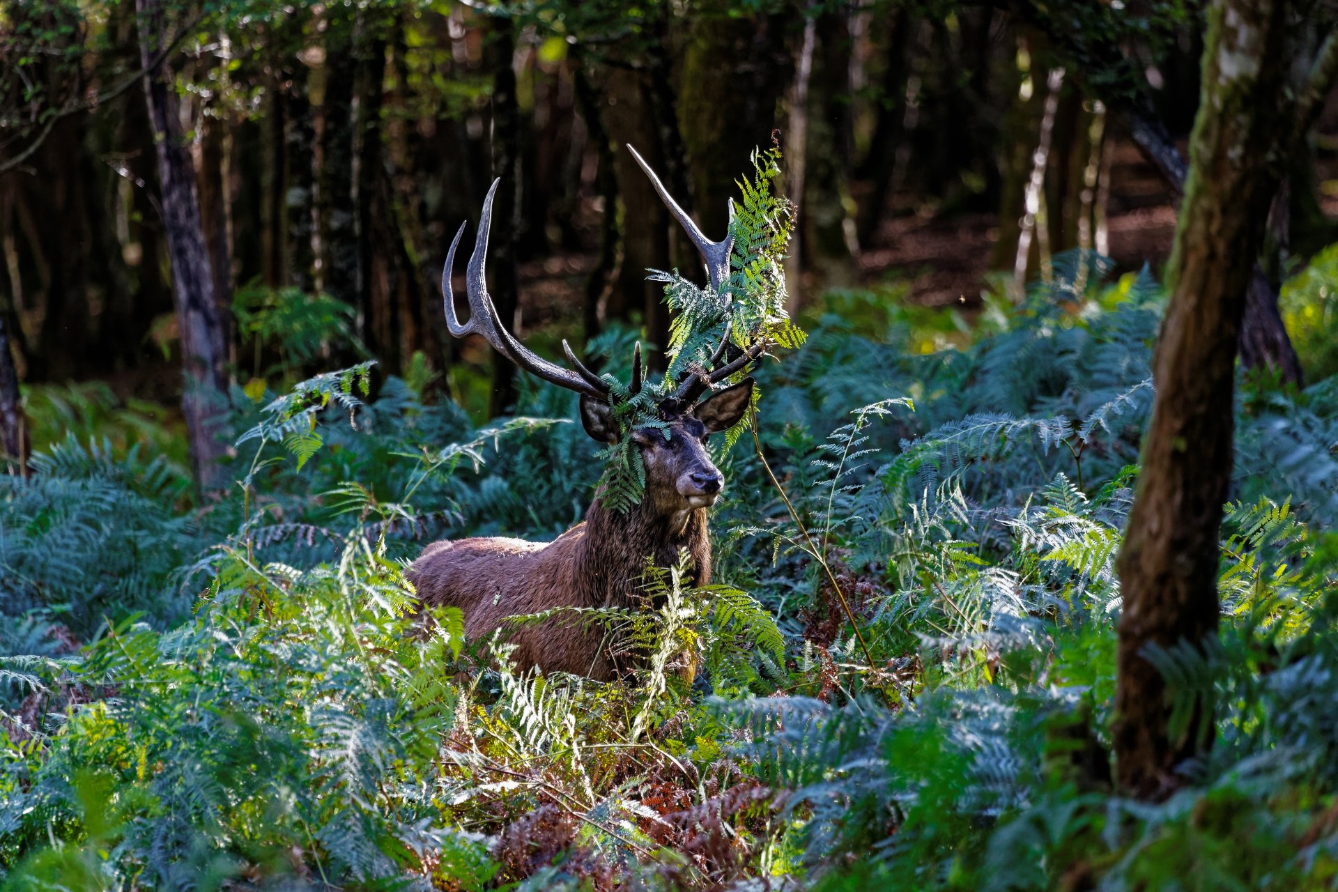 A majestic deer stands amidst lush green ferns in a dense forest, captured in vibrant detail for a 4K Ultra HD PC desktop wallpaper and background.