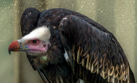 HD PC desktop wallpaper of a vulture bird: close-up of its hooked beak, pale head and pink facial skin against dark ruffled feathers — an animal portrait background.