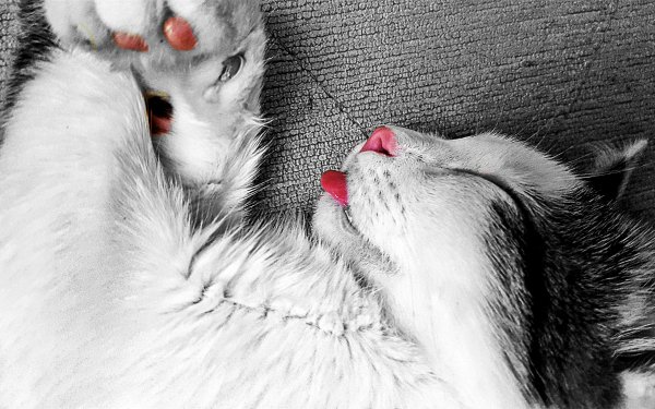Animal Cat Cats Sleeping HD Wallpaper | Background Image