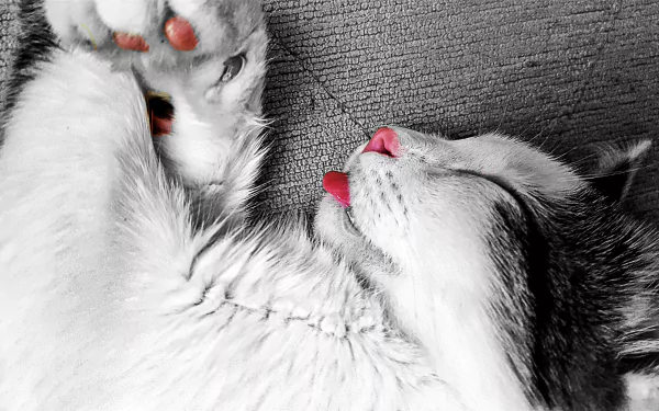 Sleeping cat (animal) close-up, white and gray fur with pink tongue peeking, curled on a textured couch — 5K Ultra HD PC desktop wallpaper and background.