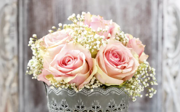  Soft Pink Roses and Baby's Breath