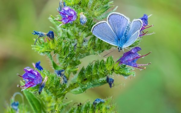 Animal Butterfly Insects Blue Flower HD Wallpaper | Background Image