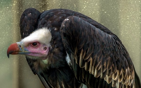 Animal Vulture Birds Birds of prey Bird Beak Hooded Vulture HD Wallpaper | Background Image