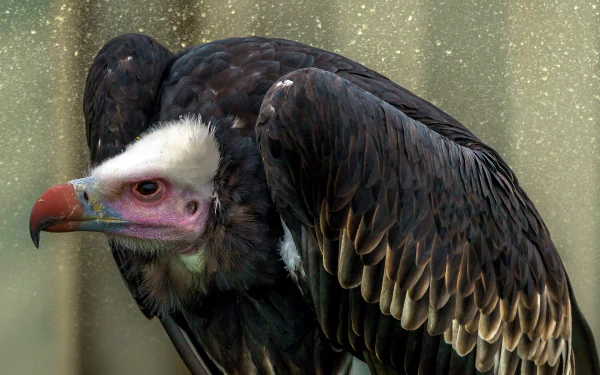 HD PC desktop wallpaper of a vulture bird: close-up of its hooked beak, pale head and pink facial skin against dark ruffled feathers — an animal portrait background.