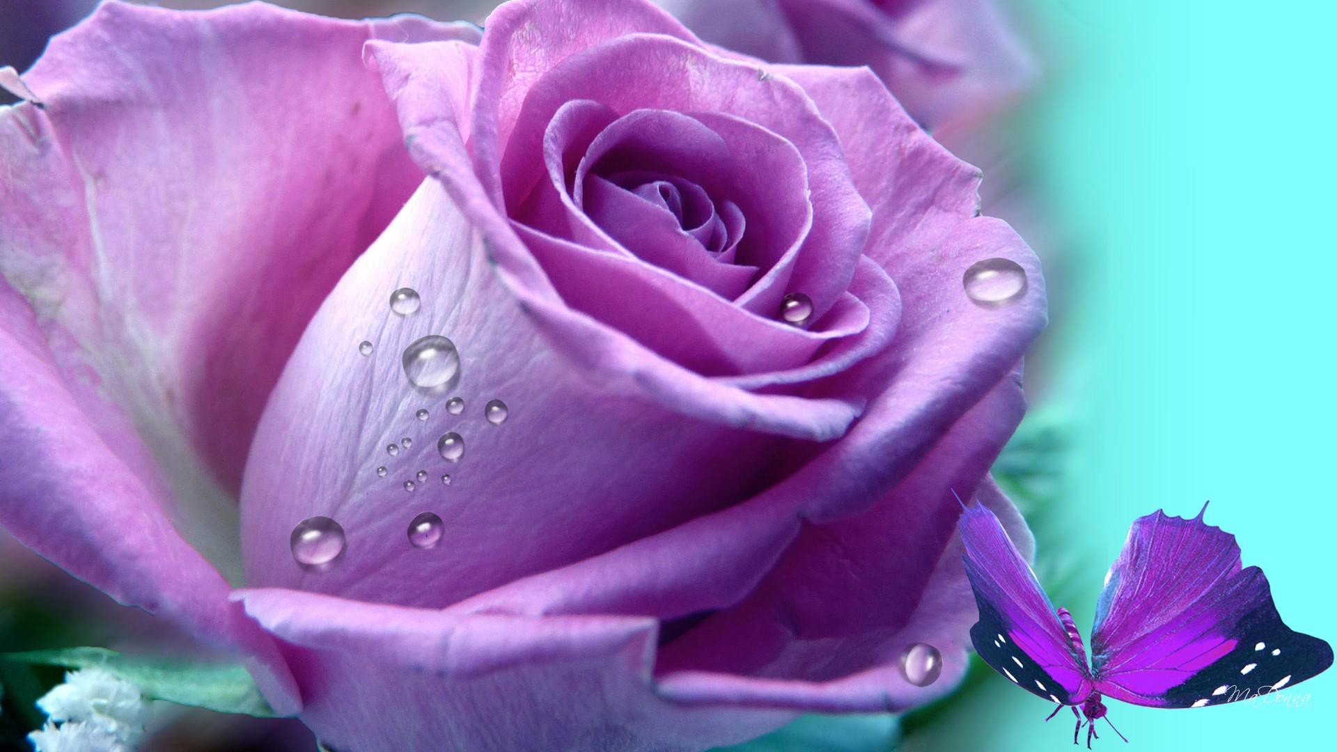 Purple Rose and Butterfly by MaDonna