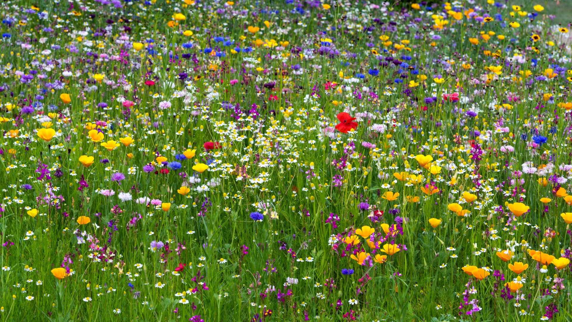 Download Flower Nature Meadow HD Wallpaper
