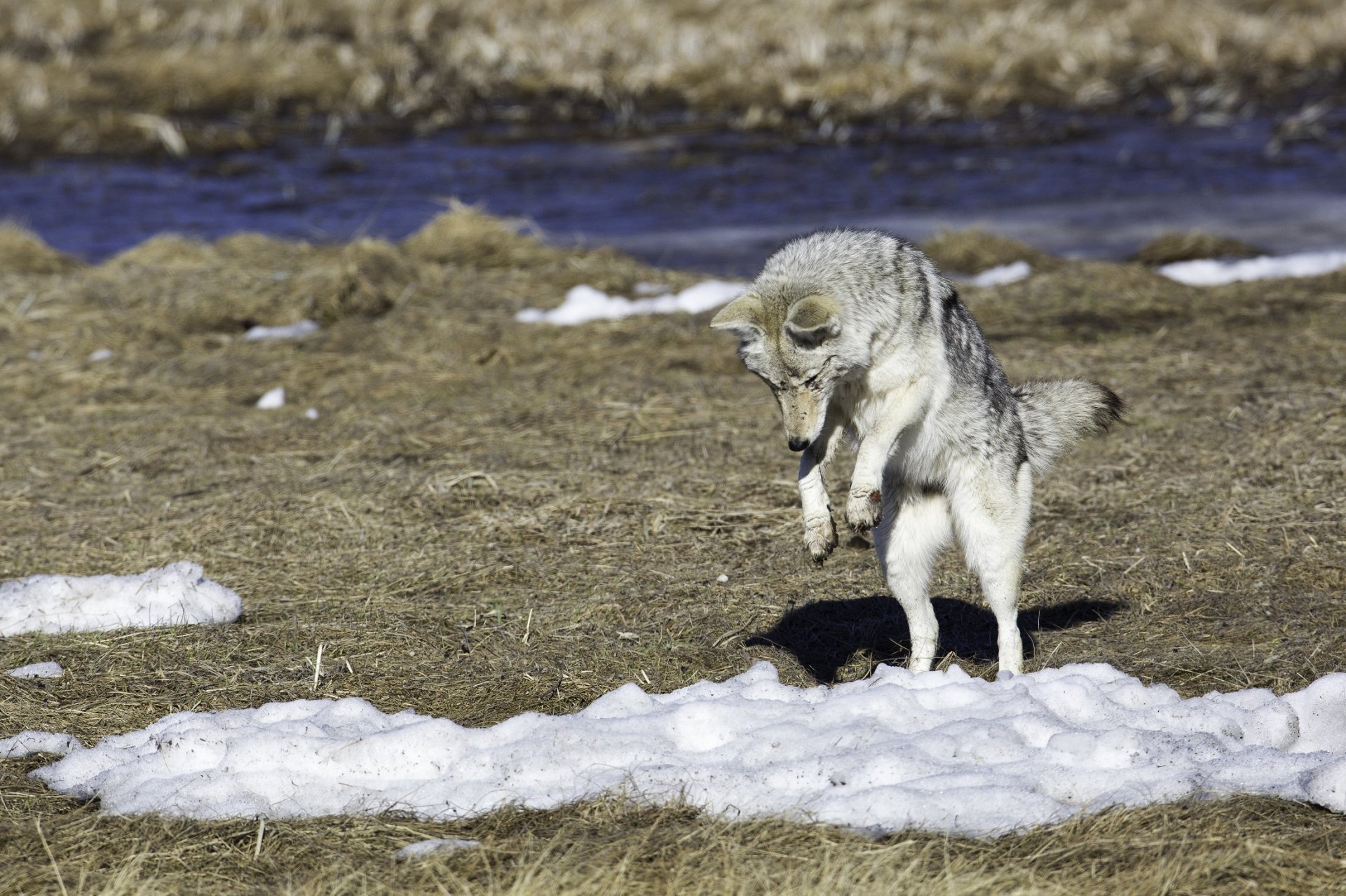 HD PC desktop wallpaper featuring a coyote in mid-jump over partially snow-covered ground in a natural outdoor setting.