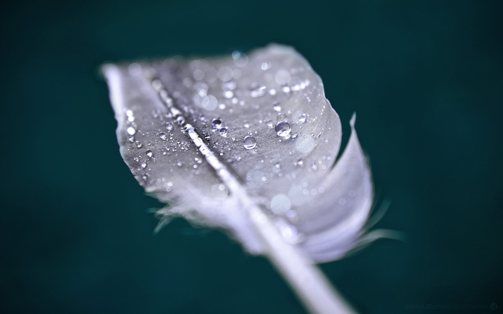 A close-up of a delicate feather adorned with water droplets, set against a deep green background. This HD photography serves as an elegant desktop wallpaper.