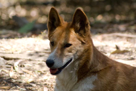 Close-up of a dingo with a focused expression, showcasing its muzzle and wild dog features in a natural outdoor setting, captured in 4K Ultra HD quality.