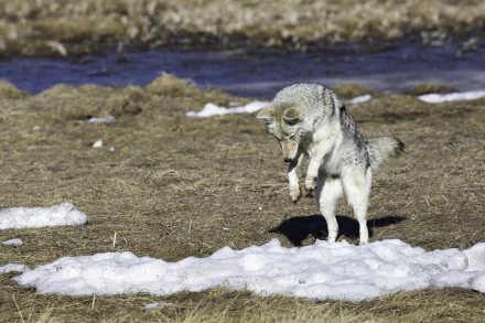 HD PC desktop wallpaper featuring a coyote in mid-jump over partially snow-covered ground in a natural outdoor setting.