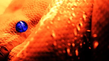 HD wallpaper of a python with textured, vibrant orange scales and a striking blue eye. Ideal background for animal enthusiasts.