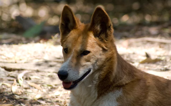 Close-up of a dingo with a focused expression, showcasing its muzzle and wild dog features in a natural outdoor setting, captured in 4K Ultra HD quality.