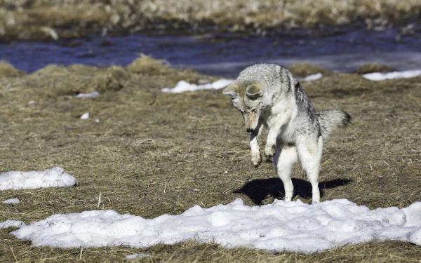  Coyote jumping by skeeze