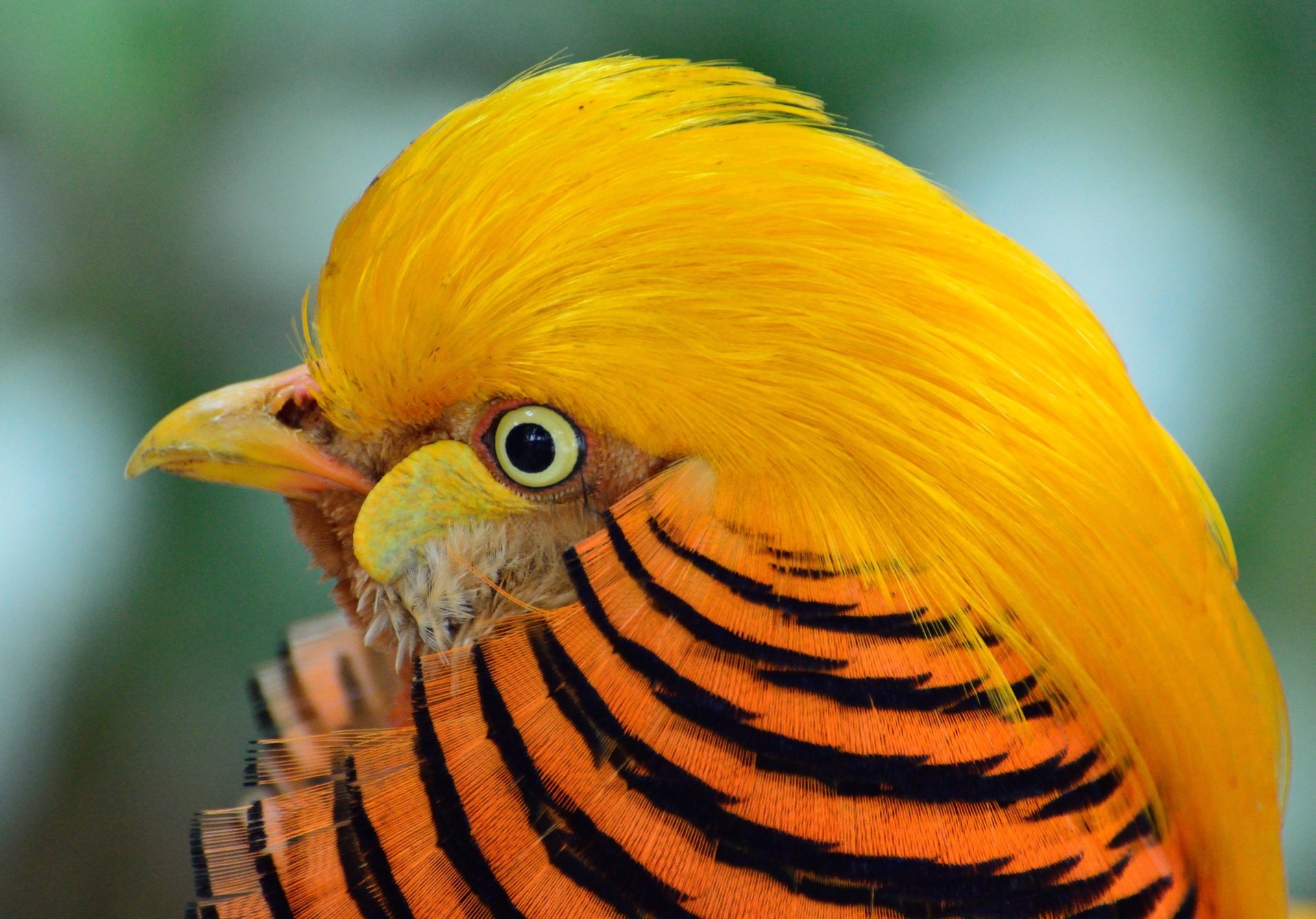 Download Bird Pheasant Animal Golden Pheasant 4k Ultra HD Wallpaper