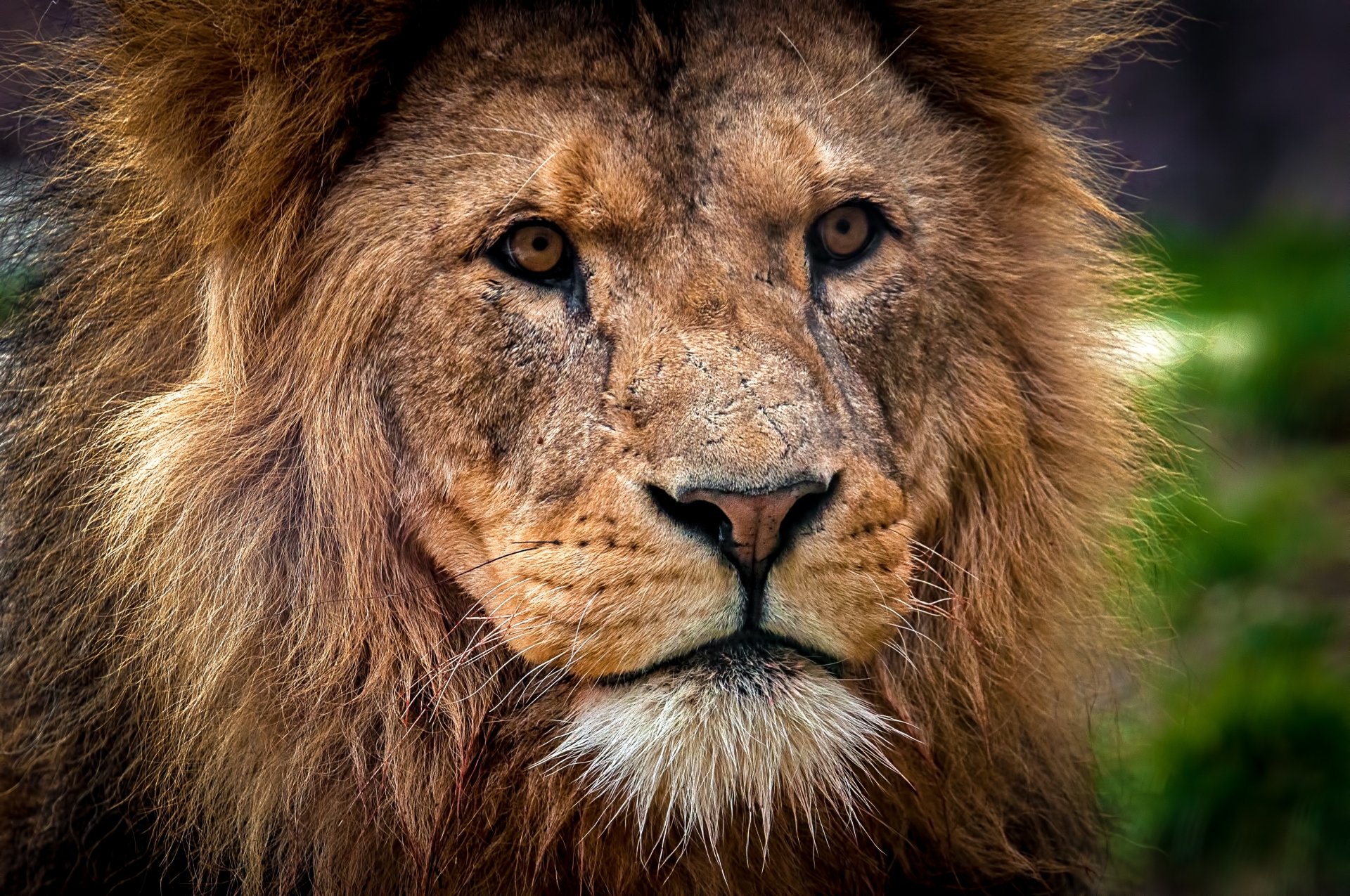 4K Ultra HD close-up of a lion muzzle and face, amber eyes and shaggy mane — striking animal image for PC desktop wallpaper and background.