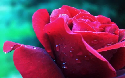 A close-up of a vibrant red rose with water droplets on its petals, set against a lush green background. This HD nature wallpaper captures the beauty and intricacy of the red flower.