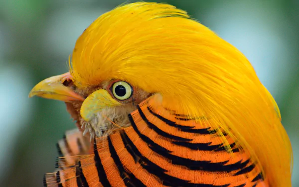 bird pheasant Animal golden pheasant HD Desktop Wallpaper | Background Image