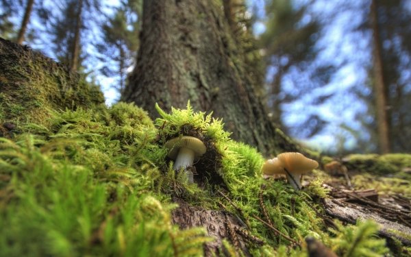 Nature Mushroom Moss HD Wallpaper | Background Image
