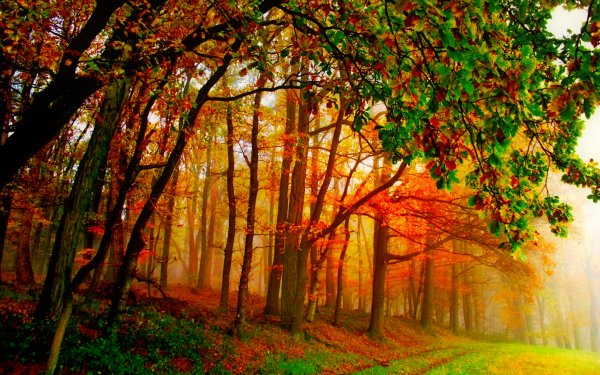 Nature Fall Path Tree Fog HD Wallpaper | Background Image