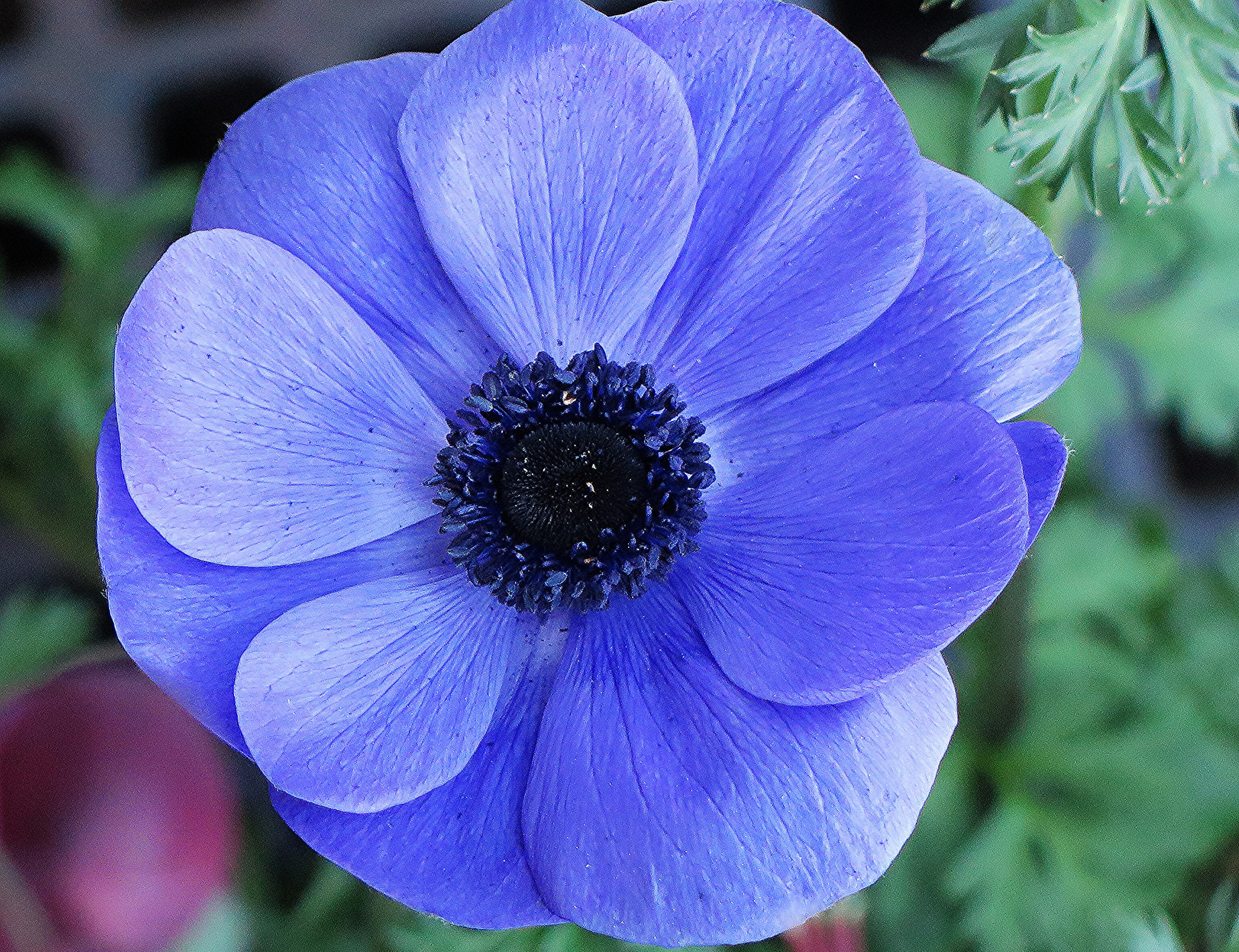 Download Blue Flower Close-up Nature Flower HD Wallpaper