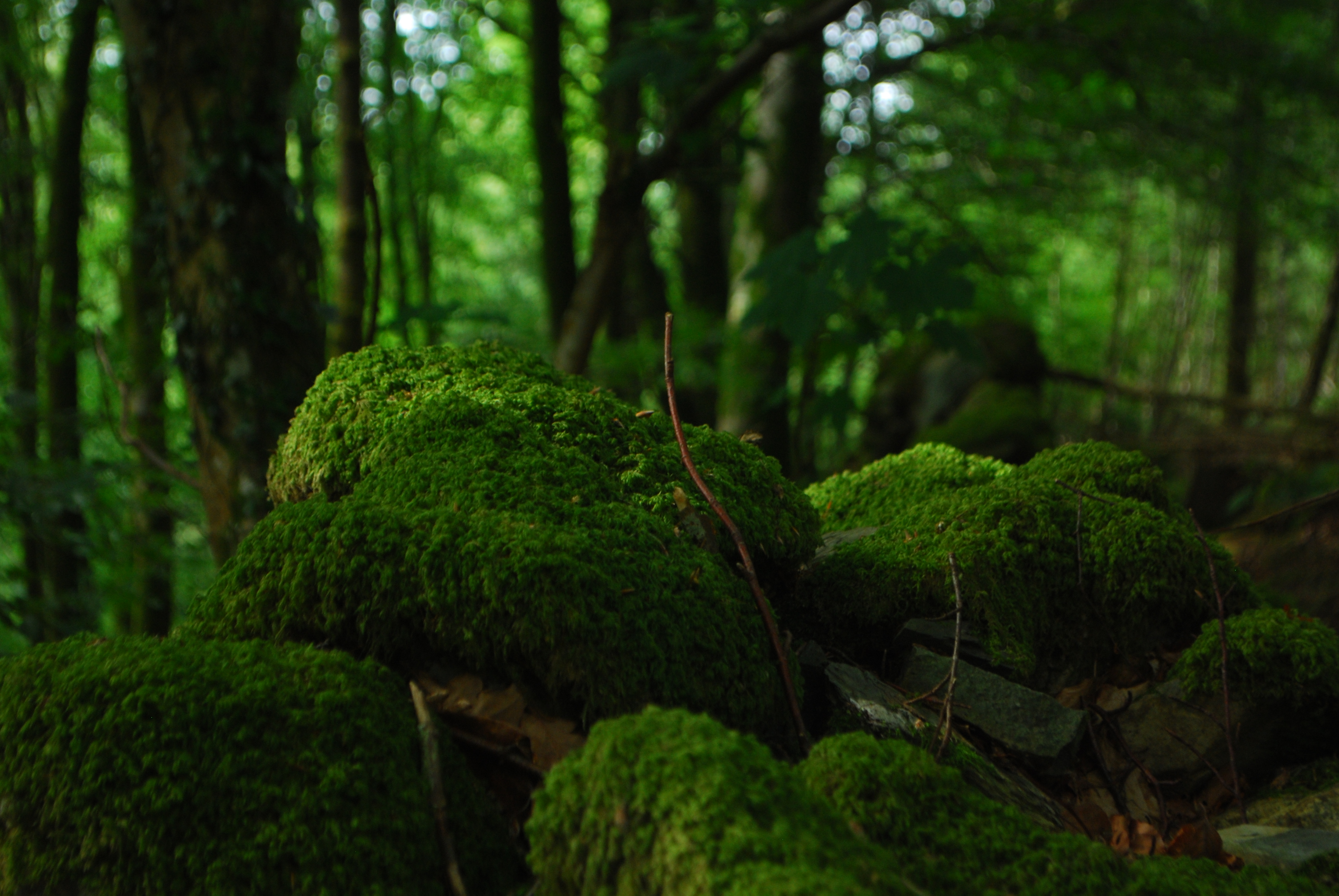 Nature Moss 4k Ultra Hd Wallpaper