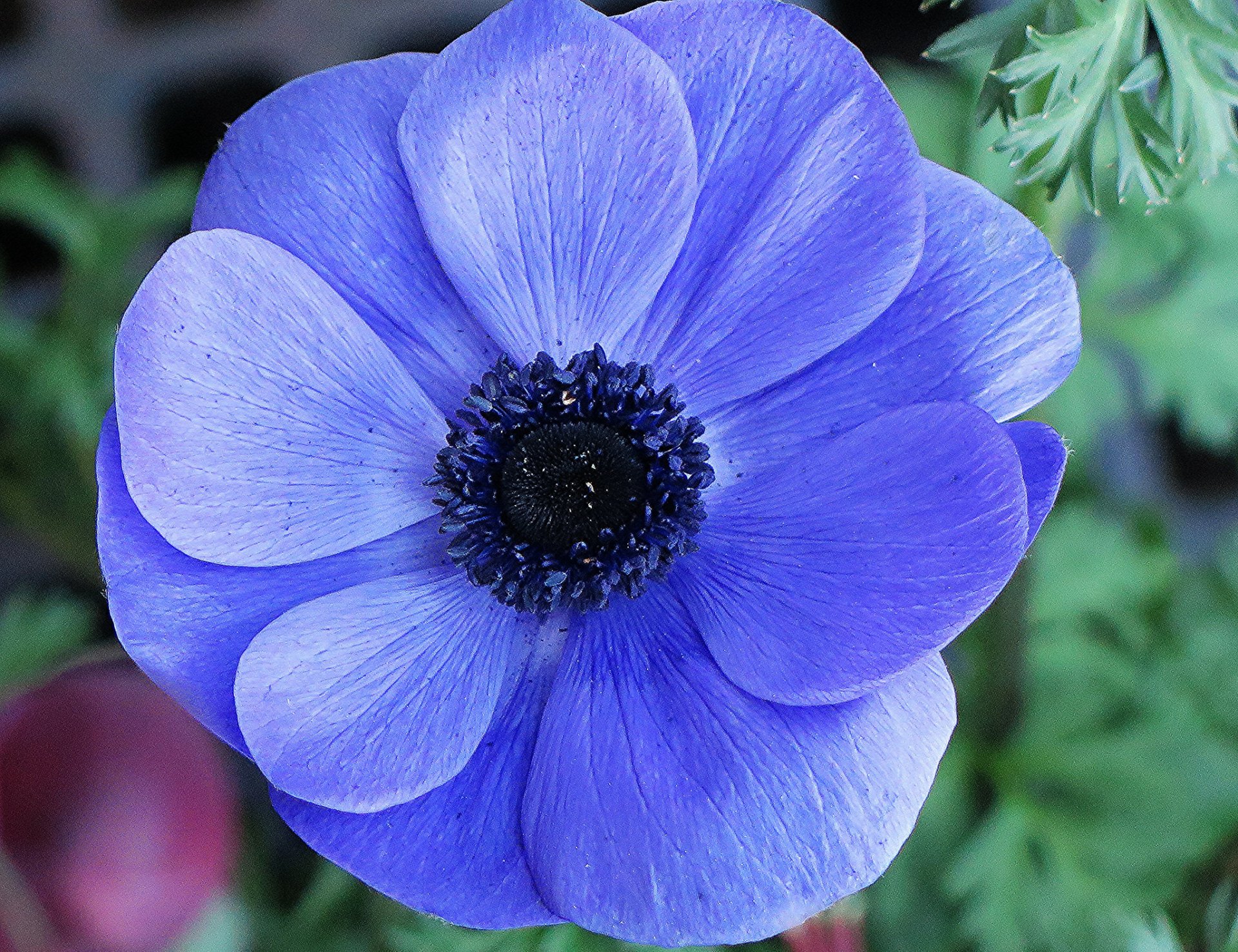 Blue Flower