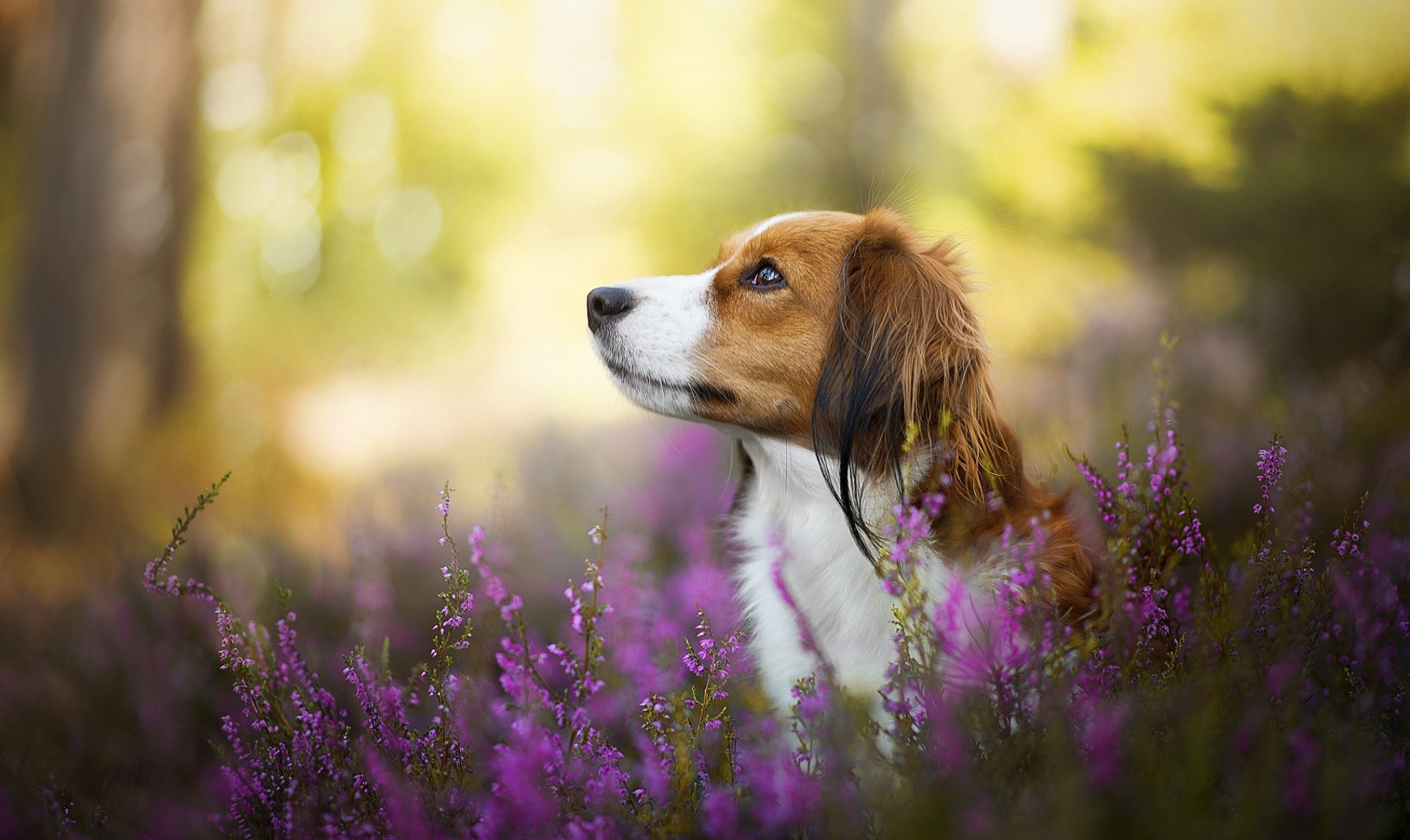 A Kooikerhondje dog rests among vibrant purple flowers with a soft bokeh background in this HD desktop wallpaper.