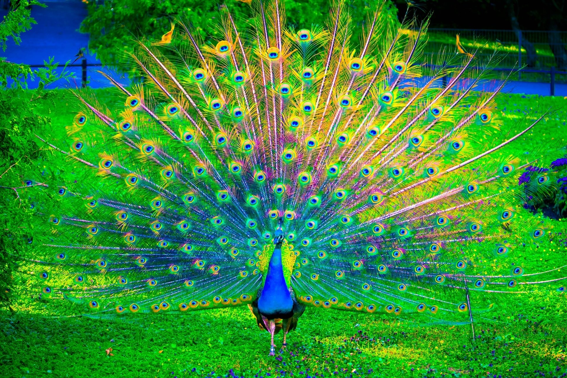 Peacock HD Wallpaper.