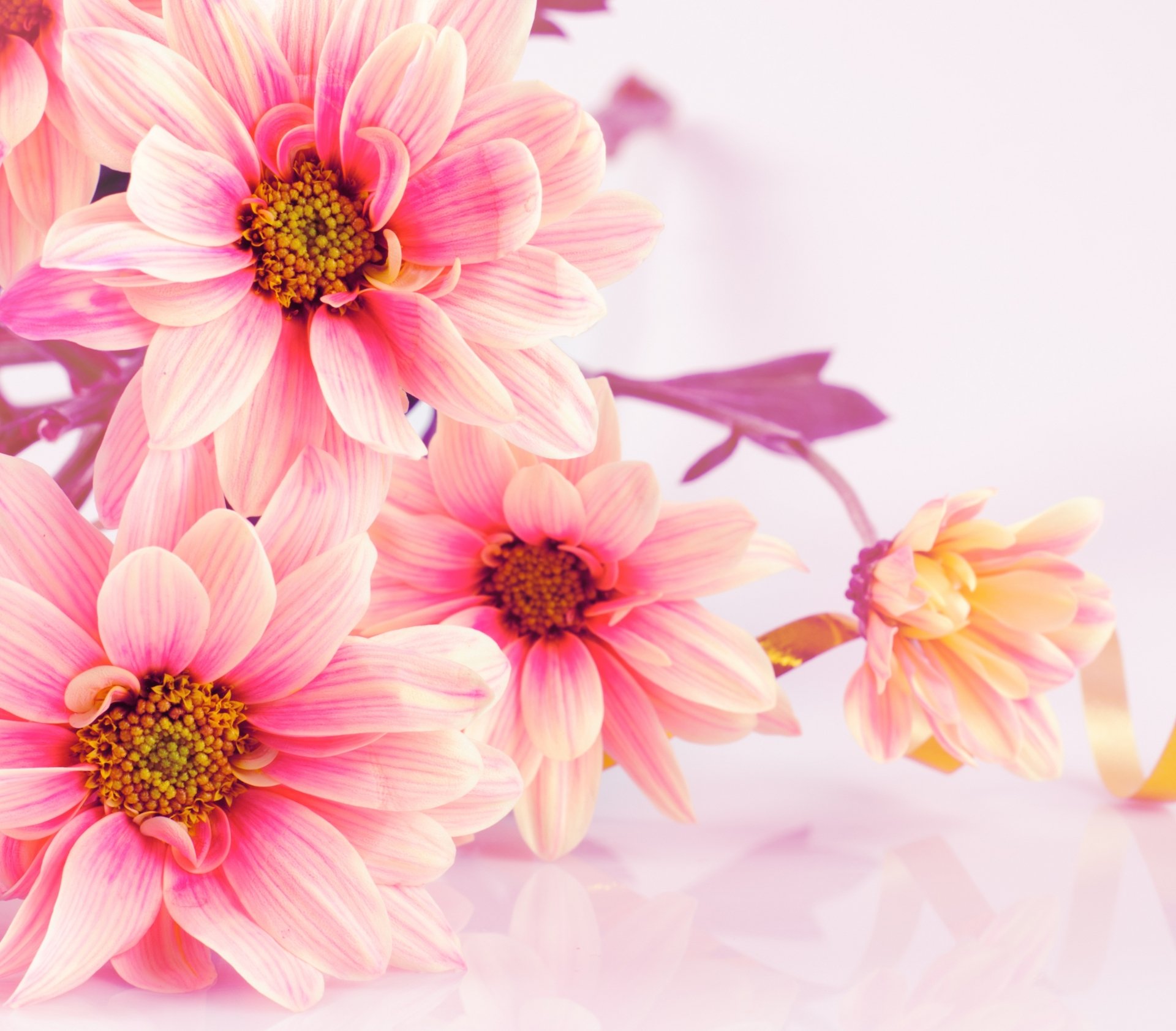 Download Pink Flower Nature Flower 4k Ultra HD Wallpaper