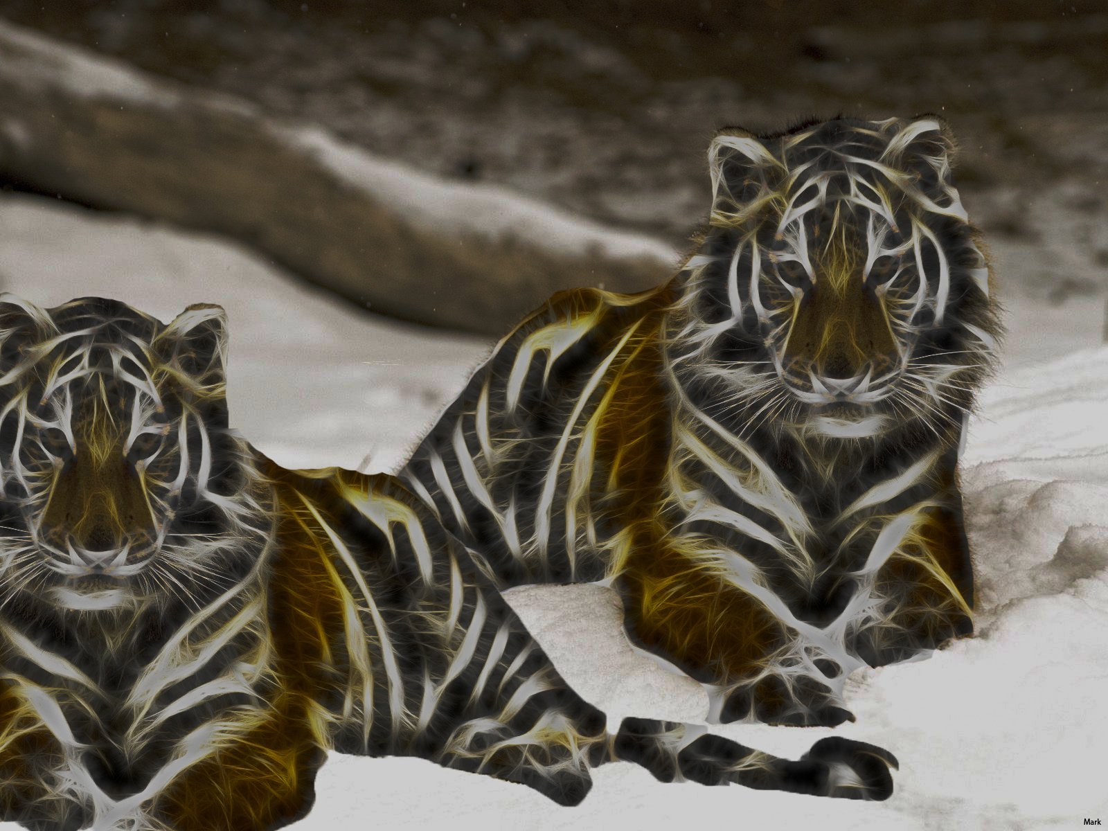 Artistic HD wallpaper featuring two tigers resting, showcasing their striking stripes and captivating expressions in a serene, snowy environment.