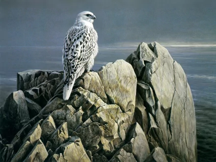 High-definition wallpaper of a falcon perched on rugged rocks by the water's edge, capturing the serene beauty of nature.