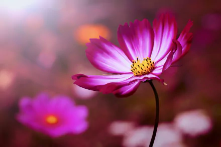 blur nature pink flower flower Cosmos (Plant) HD Desktop Wallpaper | Background Image