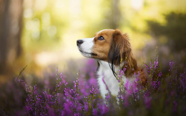 A Kooikerhondje dog rests among vibrant purple flowers with a soft bokeh background in this HD desktop wallpaper.