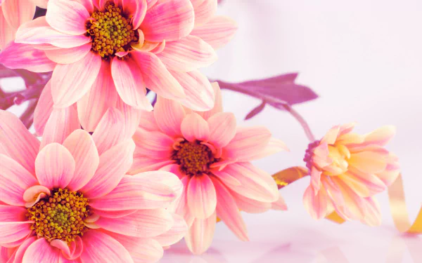 pink flower nature flower HD Desktop Wallpaper | Background Image