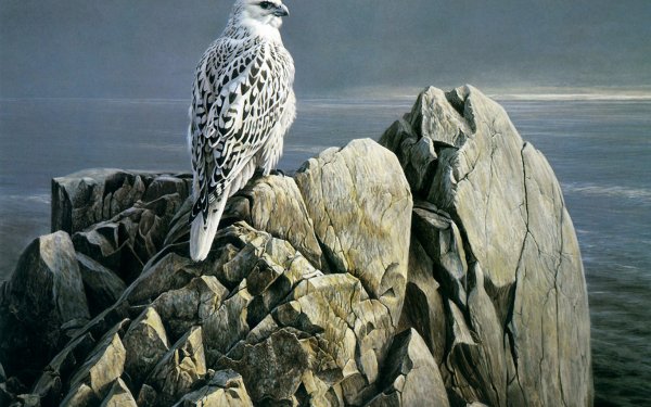 Animal Falcon Birds Birds of prey Bird HD Wallpaper | Background Image