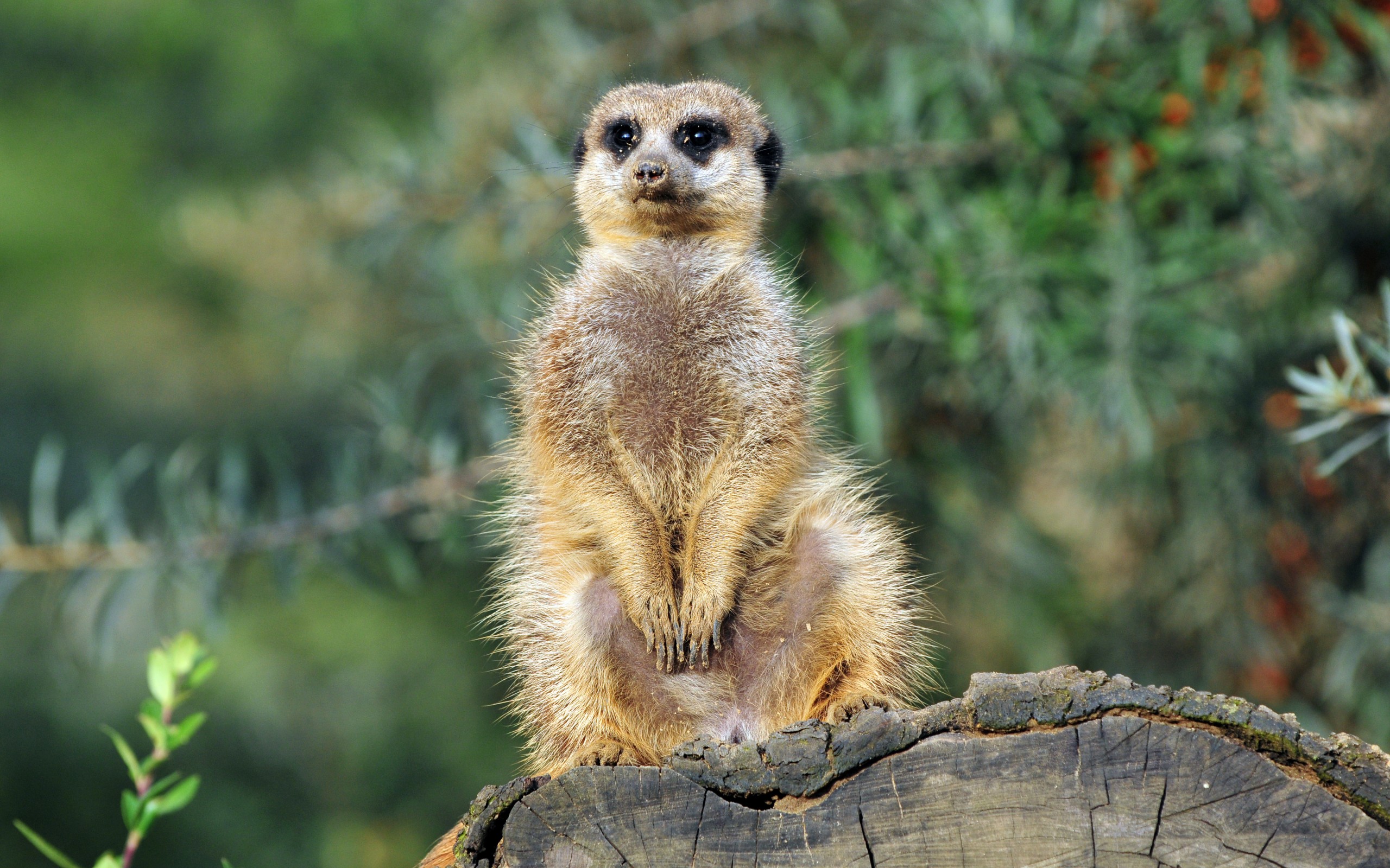 meerkat belle
