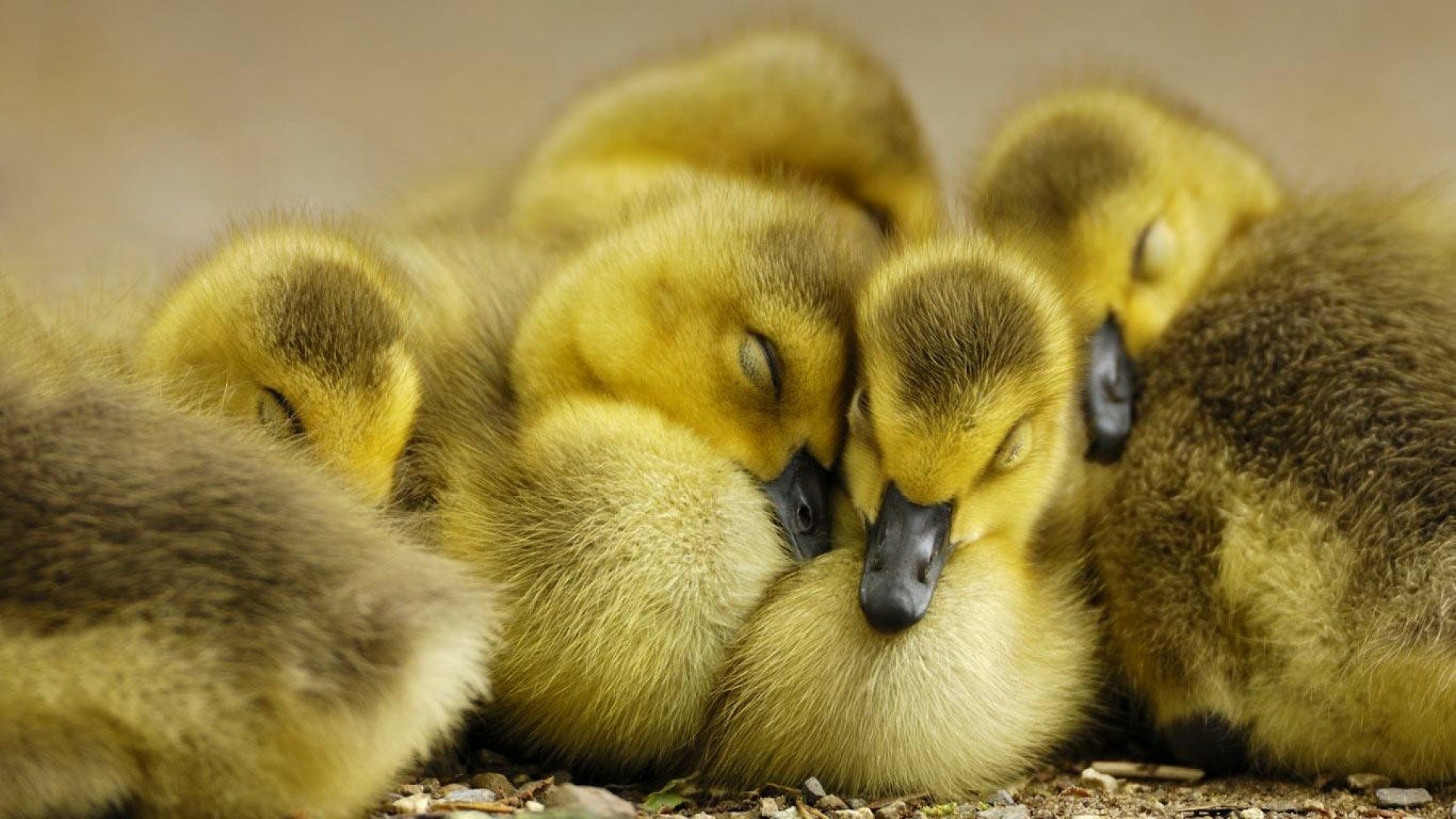 yellow baby ducks wallpaper