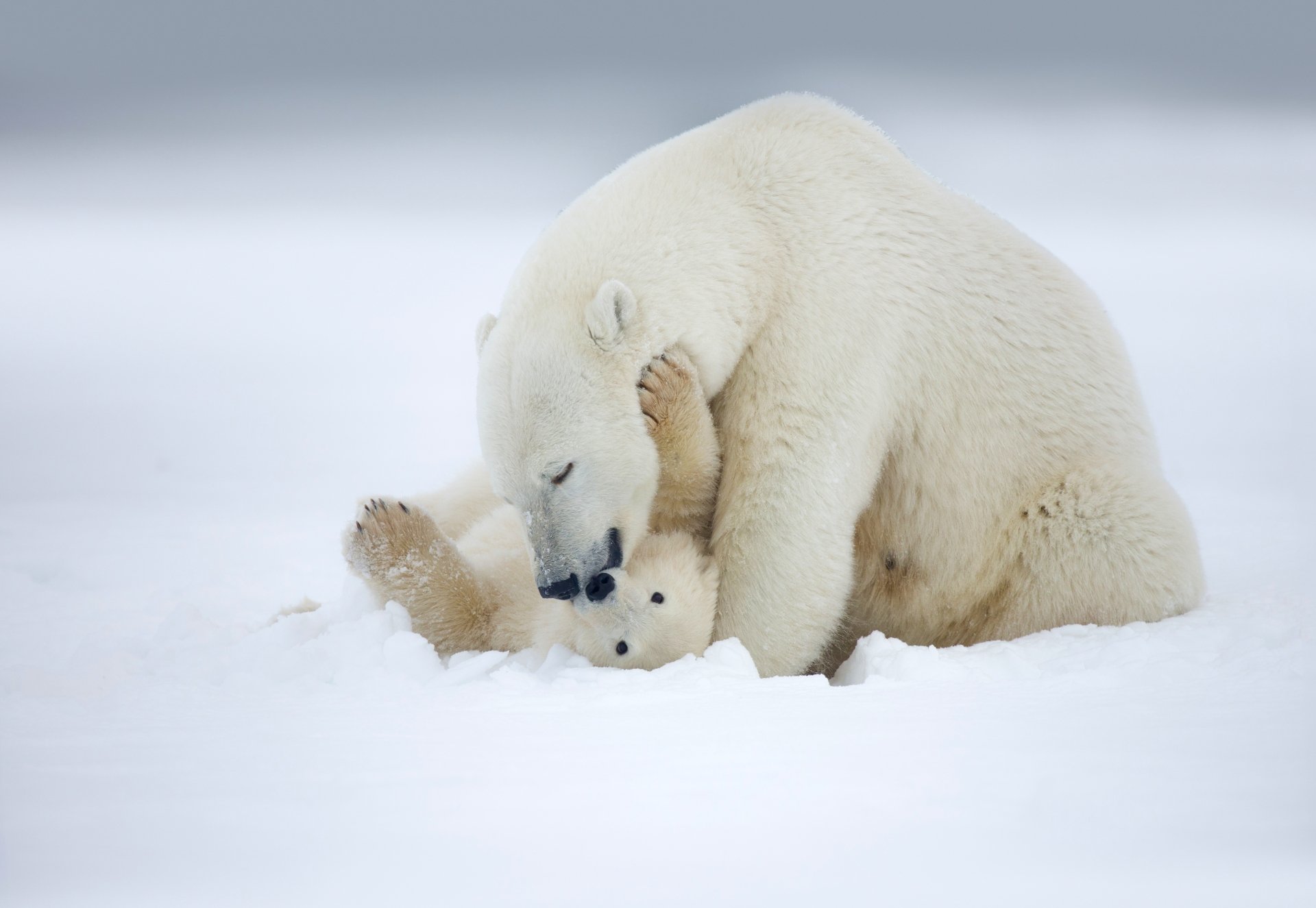 A high-resolution 4K Ultra HD image of a polar bear cuddling a cub in the snow, captured as a PC desktop wallpaper and background.