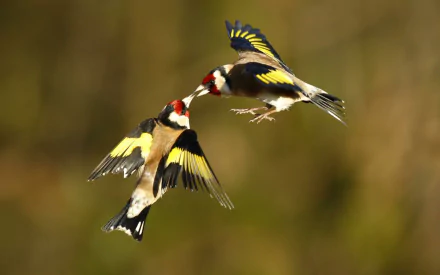 A stunning HD wallpaper featuring two European goldfinches flying together, showcasing their vibrant plumage against a soft, blurred background.