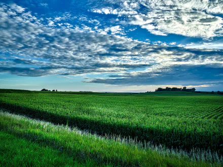 Lush green cornfield stretches across the Iowa landscape under a dramatic sky, captured as a high-definition desktop wallpaper showcasing nature and horizon in the USA.