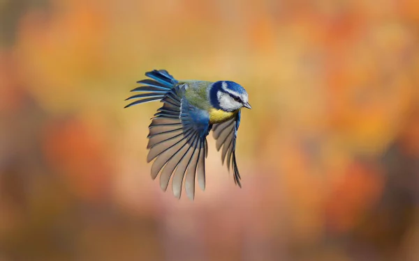 A vibrant blue titmouse bird in mid-flight against a soft, warm-toned blurred background, captured in high-definition detail for a PC desktop wallpaper.