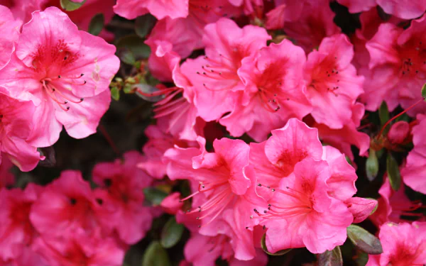 nature pink flower flower hibiscus HD Desktop Wallpaper | Background Image