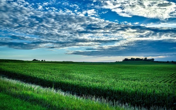 Earth Field USA Green Corn Iowa Horizon Landscape Nature HD Wallpaper | Background Image
