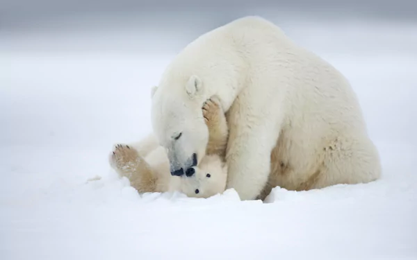 A high-resolution 4K Ultra HD image of a polar bear cuddling a cub in the snow, captured as a PC desktop wallpaper and background.