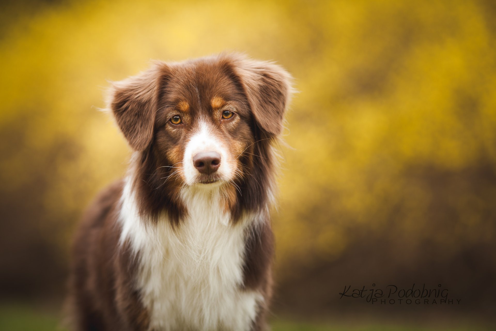 Animal Dog HD Wallpaper by Katja Podobnig