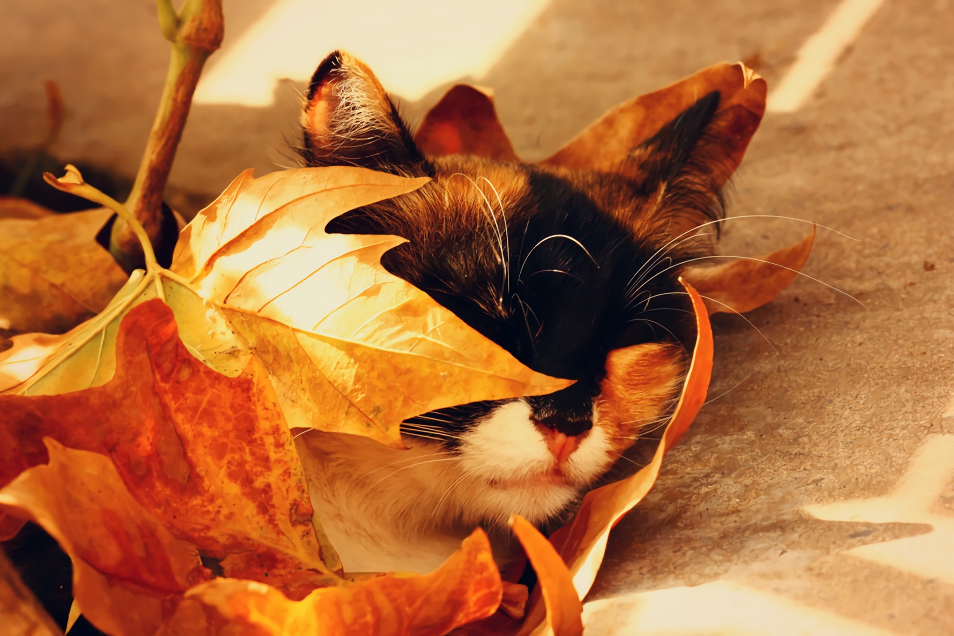 Download Sleeping Cute Leaf Fall Animal Cat Cute Cat Cute Fall HD Wallpaper by Canankk