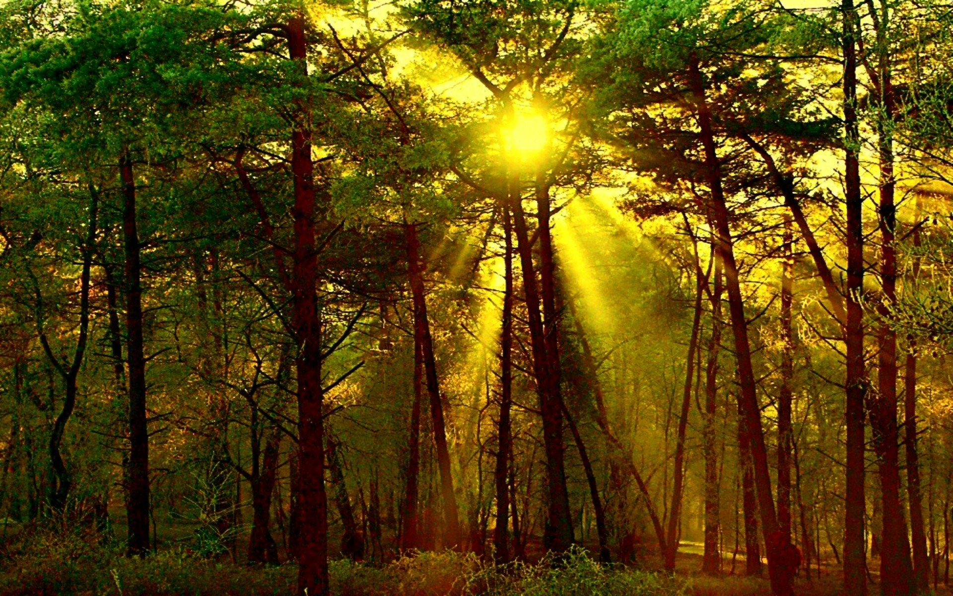 Download Tree Sun Sunbeam Sunshine Nature Forest HD Wallpaper